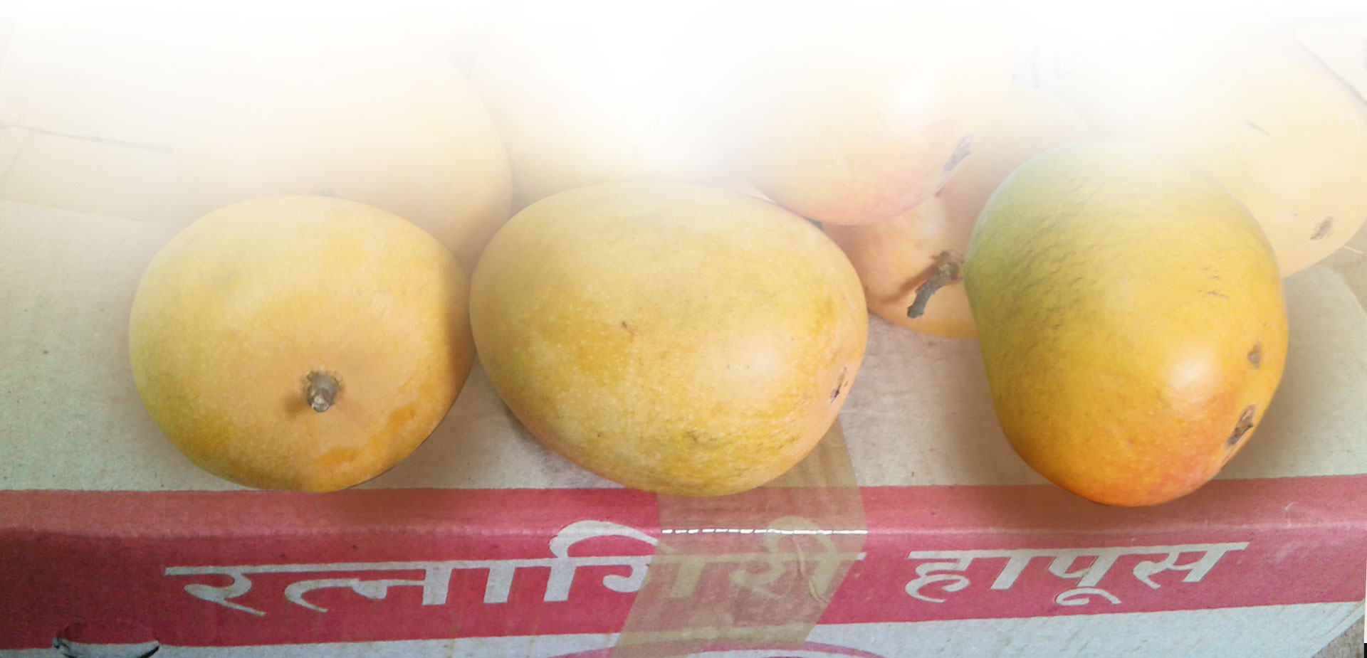 Gi Certified Ratnagiri Hapus